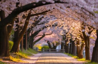 Japan cherry blossom season