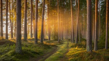 swedish wellness habits