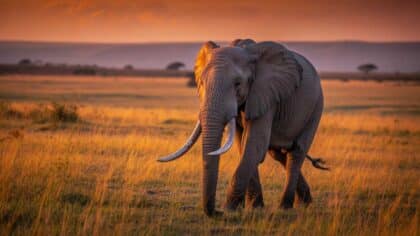 wildlife travel destinations